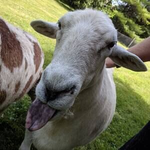 Meet your Posher, Anna